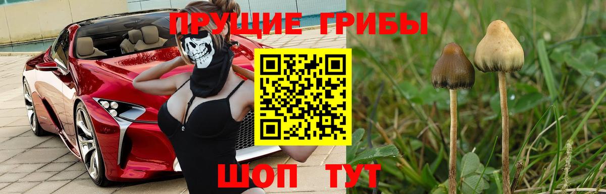 Галлюциногенные грибы Psilocybine cubensis Шали